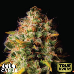 Northern Lights X Big Bud Feminized Seeds (Canuk Seeds) - ELITE STRAIN