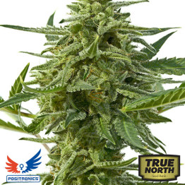 Northern Haze Express AUTOFLOWERING FEMINIZED Seeds (Positronics Seeds)