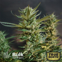 NYC Diesel Feminized Seeds (Bulk Seeds Guru) - ELITE STRAIN