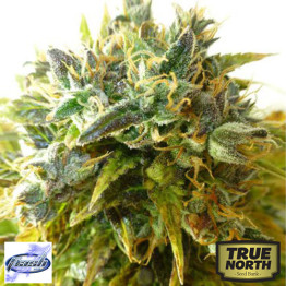 Onyx AUTOFLOWERING FEMINIZED Seeds (Flash Seeds)