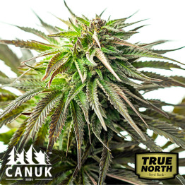 Original Skunk #1 Feminized Seeds (Canuk Seeds)