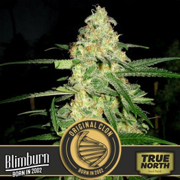 Original Clon Feminized Seeds (BlimBurn Seeds)