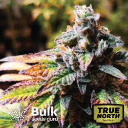 Original Glue Feminized Seeds (Bulk Seeds Guru)