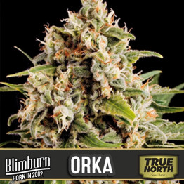 Orka Feminized Seeds (BlimBurn Seeds)