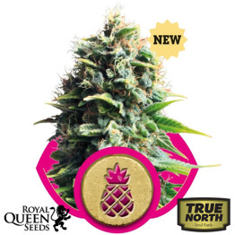 Pineapple Kush Feminized Seeds (Royal Queen Seeds)