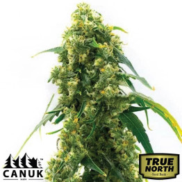 Power Plant Fast Version Feminized Seeds (Canuk Seeds) - ELITE STRAIN