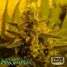 P.P.P. (Pure Power Plant) REGULAR Seeds (Nirvana Seeds)