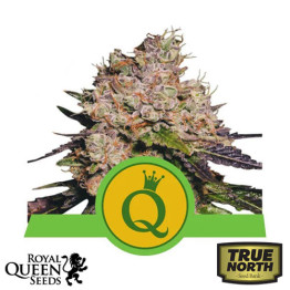 Purple Queen Automatic Feminized Seeds (Royal Queen Seeds)