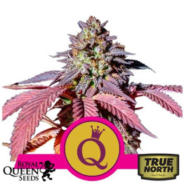 Purple Queen Feminized Seeds (Royal Queen Seeds)