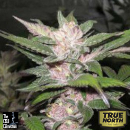 Purple Chem FEMINIZED Seeds (Cali Connection)