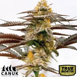 Purple Kush X White Russian Feminized Seeds (Canuk Seeds) - ELITE STRAIN