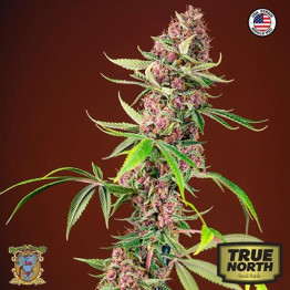 Red Mandarine F1 Fast Version Feminized Seeds (Sweet Seeds)