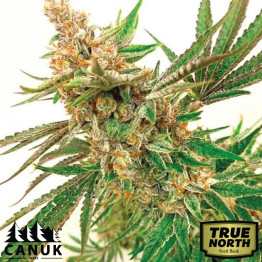 Rock Fruit Fast Version Feminized Seeds (Canuk Seeds) - ELITE STRAIN