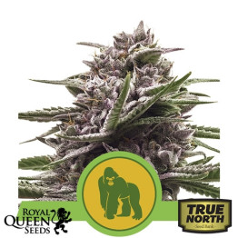 Royal Gorilla Automatic Feminized Seeds (Royal Queen Seeds)