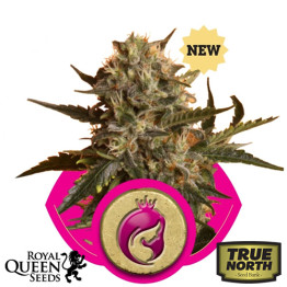 Royal Madre Feminized Seeds (Royal Queen Seeds)
