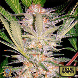 S.A.D. FAST Version Feminized Seeds (Sweet Seeds)