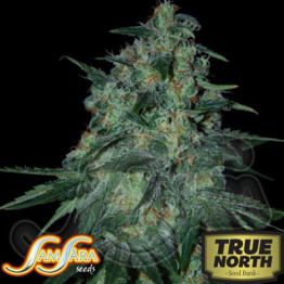 Jekyll Passion FEMINIZED Seeds (Samsara Seeds)