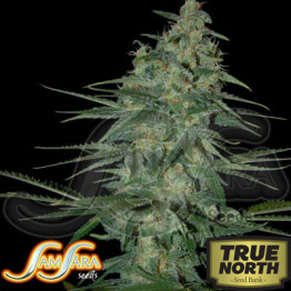 Sweet Black Angel FEMINIZED Seeds (Samsara Seeds)