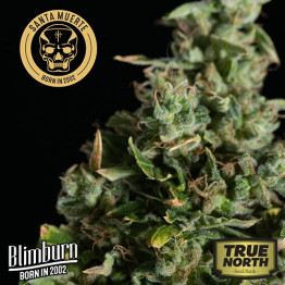 Santa Muerte Feminized Seeds (BlimBurn Seeds)