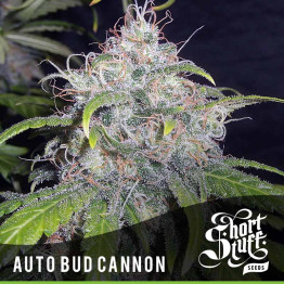 AUTO Bud Cannon FEMINIZED Seeds (Shortstuff Seeds)