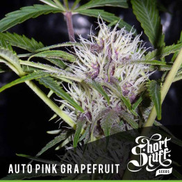 AUTO Pink Grapefruit FEMINIZED Seeds (Shortstuff Seeds)