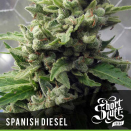 AUTO Spanish Diesel FEMINIZED Seeds (Shortstuff Seeds)