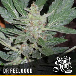 Dr.Feelgood AUTOFLOWERING REGULAR Seeds (Shortstuff Seeds)