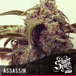 AUTO Assasin FEMINIZED Seeds (Shortstuff Seeds)