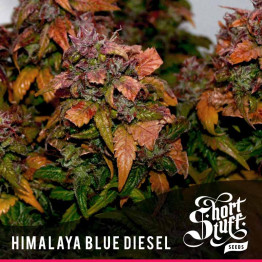Himalaya Blue Diesel AUTOFLOWERING FEMINIZED Seeds (Shortstuff Seeds) 