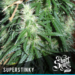 Super Stinky AUTOFLOWERING FEMINIZED Seeds (Shortstuff Seeds)