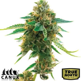 Skunk Fast Version Feminized Seeds (Canuk Seeds) - ELITE STRAIN