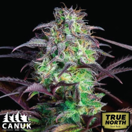 Skunk X Blueberry Fast Version Feminized Seeds (Canuk Seeds) - ELITE STRAIN