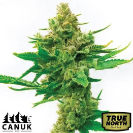 Skunk X Cinderella 99 Fast Version Feminized Seeds (Canuk Seeds) - ELITE STRAIN