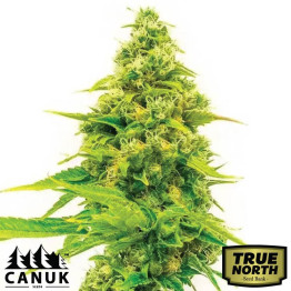 Skunk X Northern Lights Fast Version Feminized Seeds (Canuk Seeds) - ELITE STRAIN