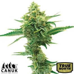 Skunk X Rosetta Stone Fast Version Feminized Seeds (Canuk Seeds) - ELITE STRAIN