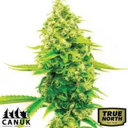 Skywalker Fast Version Feminized Seeds (Canuk Seeds) - ELITE STRAIN