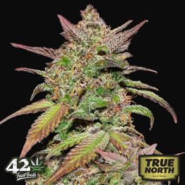 Smoothie Auto Feminized Seeds (FastBuds) - CLEARANCE