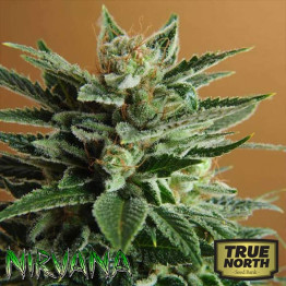 Snow White FEMINIZED Seeds (Nirvana Seeds)