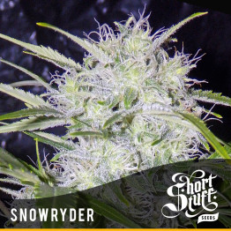Snow Ryder AUTOFLOWERING REGULAR Seeds (Shortstuff Seeds)