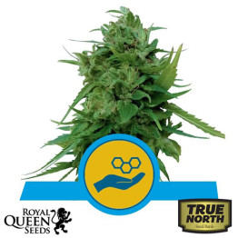 Solomatic CBD Auto Feminized Seeds (Royal Queen Seeds) 