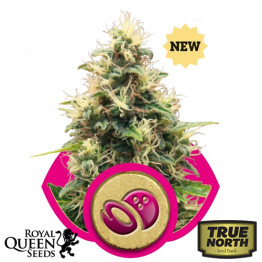 Somango XL Feminized Seeds (Royal Queen Seeds)