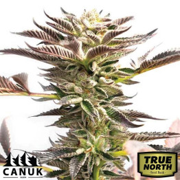 Somango Fast Version Feminized Seeds (Canuk Seeds) - ELITE STRAIN