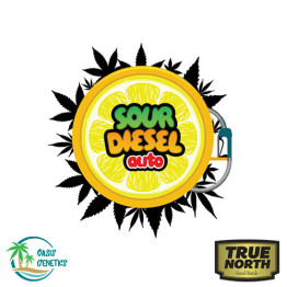 Auto Sour Diesel FEMINIZED Seeds (Oasis Genetics)