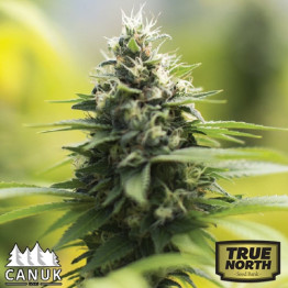 Sour Diesel AUTO FEMINIZED Seeds (Canuk Seeds)