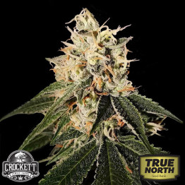 Sour Juice REGULAR Seeds (Crockett Family Farms)