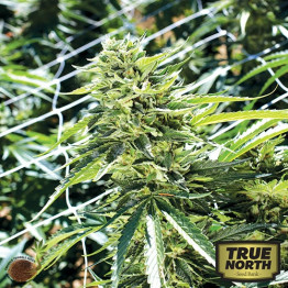 Sour Lemon OG REGULAR Seeds (Emerald Triangle)