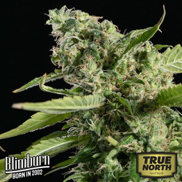 Sour Diesel FEMINIZED Seeds (BlimBurn Seeds)