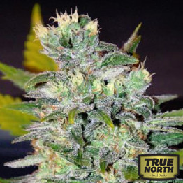 Space Feminized Seeds (World of Seeds)