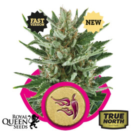 Speedy Chile FAST VERSION Feminized Seeds (Royal Queen Seeds)