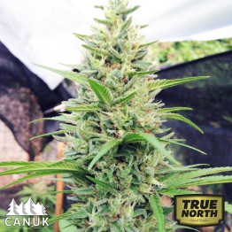 Spirit Quest Regular Seeds (Canuk Seeds) *While Supplies Last*
